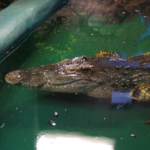Siamese Crocodile