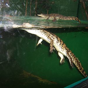 Young South African Nile Crocodile