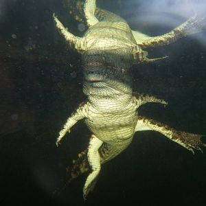 Young South African Nile Crocodile
