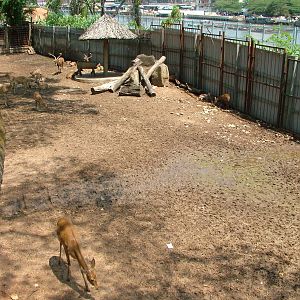 Mixed Deer Paddock at Saigon Zoo, 16/03/12
