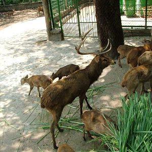 Deer Paddock at Saigon Zoo, 16/03/12