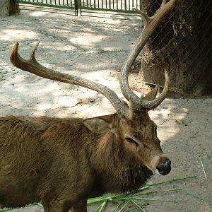 Eld's Deer at Saigon Zoo, 16/03/12