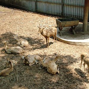 Eld's Deer at Saigon Zoo, 16/03/12