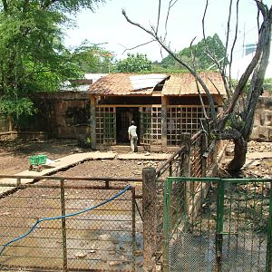 Wild Boar Paddock at Saigon Zoo, 16/03/12