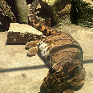 Indochinese Clouded Leopard at Saigon Zoo, 16/03/12