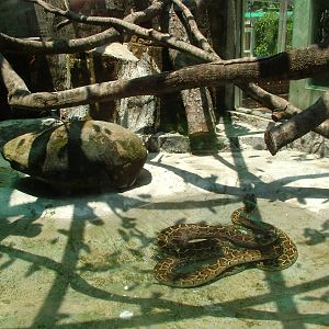 Python Exhibit at Saigon Zoo, 16/03/12