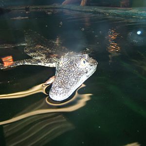 Young South African Nile Crocodile
