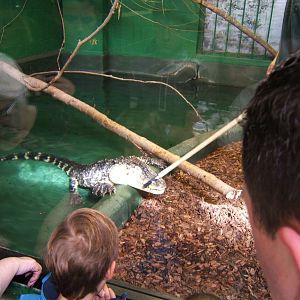 Target training an American Alligator