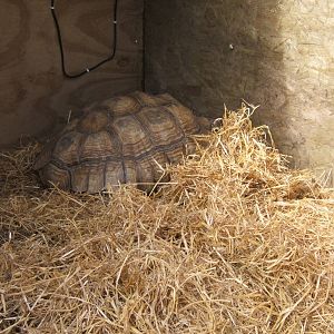 Sulcatta Tortoise
