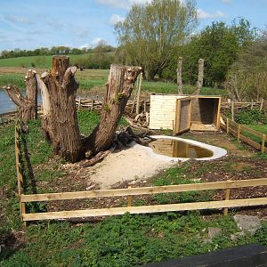 View of Sulcatta Tortoise exhibit