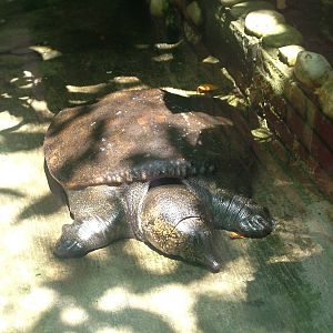 Asian Softshell at Saigon Zoo, 16/03/12