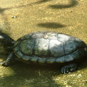 Unlabelled Turtle at Saigon Zoo, 16/03/12