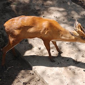 Indian Muntjac at Saigon Zoo, 16/03/12