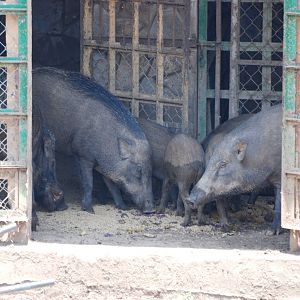 Asian Wild Boar at Saigon Zoo, 16/03/12
