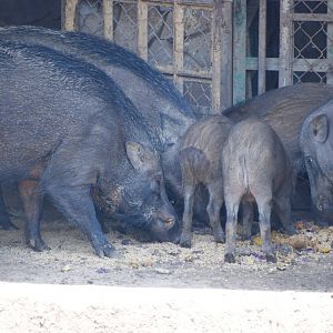 Asian Wild Boar at Saigon Zoo, 16/03/12