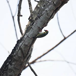 Wild Coppersmith Barbet at Saigon Zoo, 16/03/12