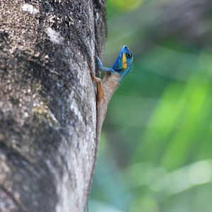 Wild Forest Lizard at Saigon Zoo, 16/03/12