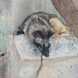Common Palm Civet at Saigon Zoo, 16/03/12