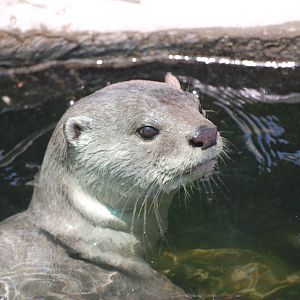 Smooth-coated Otter at Saigon Zoo, 16/03/12