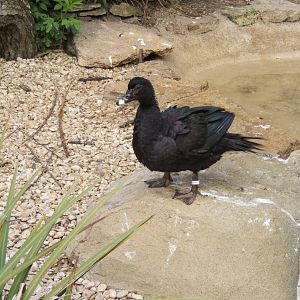 female Mucscovy Duck