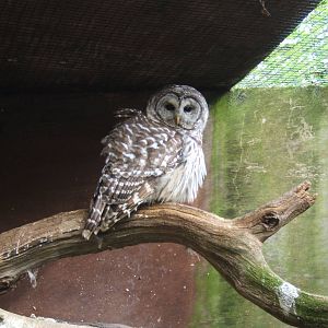 Barred Owl