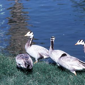 Bar-headed Geese