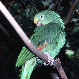 Young Yellow-headed Amazon