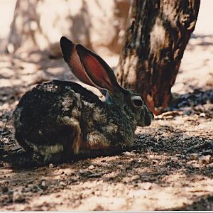 Jackrabbit