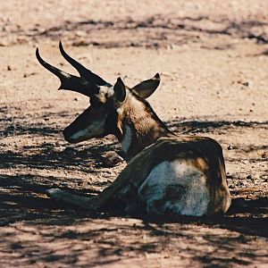Pronghorn
