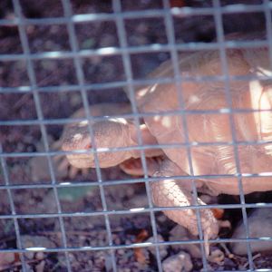 Albino Tortoise - 1988