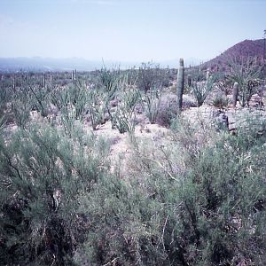 View of the Desert Museum