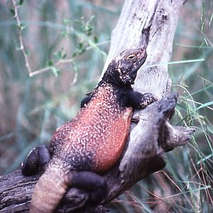 Arizona Chuckwalla