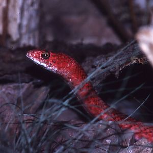 Coachwhip Snake