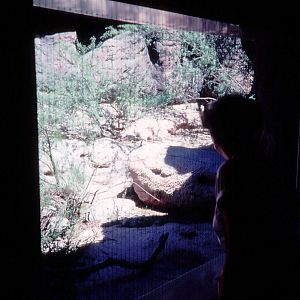 Cat Viewing from inside the Cat House