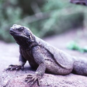 Chuckwalla