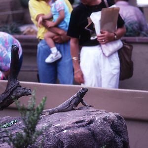 Chuckwalla Exhibit - 1988