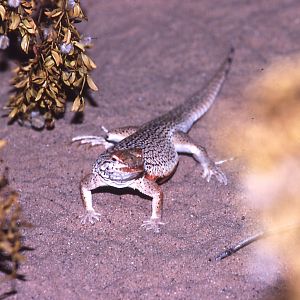 Fringe-toed Lizard