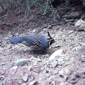 Gambels Quail