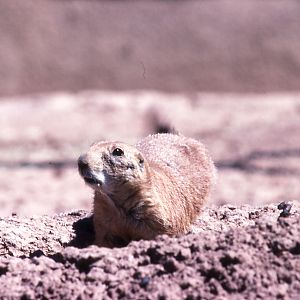 Prairie Dog