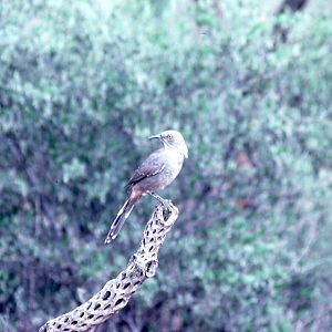 Curve-billed Thrasher (wild)