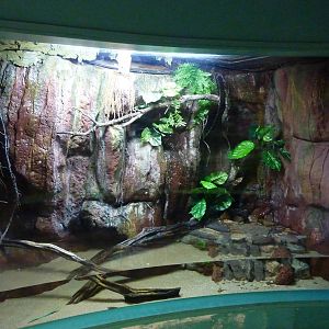 Mudskipper exhibit, 10th April 2012