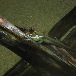 Atlantic mudskipper, 10th April 2012