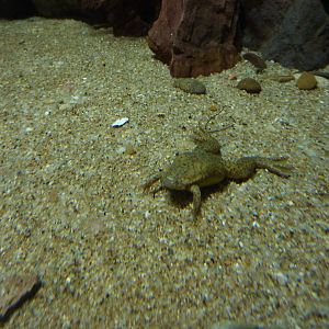 African clawed frog, 10th April 2012