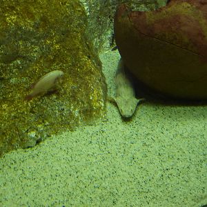 Senegal bichir, 10th April 2012