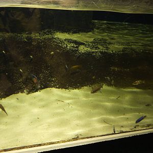 Crocodile tankmates, 10th April 2012