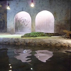 Nile crocodile enclosure, 10th April 2012