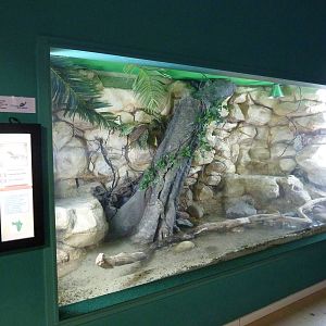 Nile monitor enclosure, 10th April 2012
