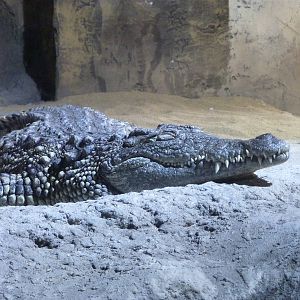 Nile crocodile, 10th April 2012