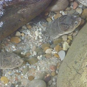 African side-necked turtles, 10th April 2012