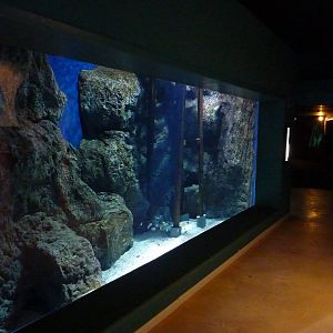 Zebra tilapia tank, 10th April 2012